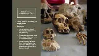 Module 1 - Using Anthropological Perspectives