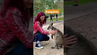Kangaroo #australia #animal #shorts