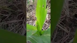 LIBAS ULAT JAGUNG DENGAN ERUGA 50 SP #shorts #short