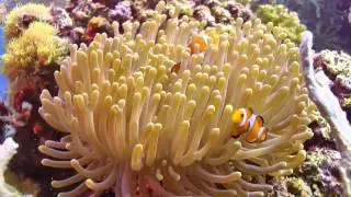 Diving in Cebu (Moalboal): Dolphin House  & Tongo Sanctuary