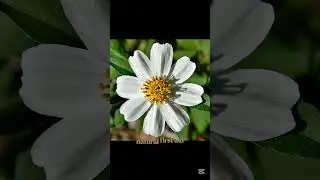 BENEFITS OF SPANISH NEEDLE