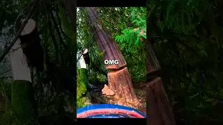 Tree Falls Wrong Direction! #fail #treefelling