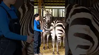 🎶🖤🤍 The Rhythm of Zebra Communication