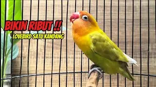 Lovebird Fighter Ngetik Ngekek Panjang Suaranya Bikin RIBUT Lovebird Satu Kandang