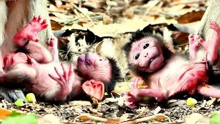 Newborn baby monkey, The little baby monkey really active
