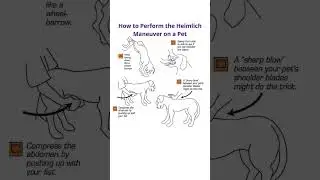 |Emergency Pet Care101: How to Perform the Heimlich Maneuver on Your Furry Friend|🐶#PetPreparedness