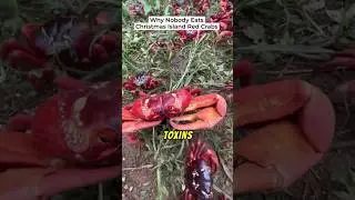 Why Nobody Eats Christmas Island Red Crabs