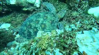 sleepy turtle 60fps