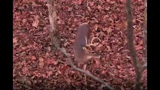 Early Morning Bow Buck