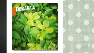 Duranta - garden plants
