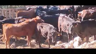 Ganado bravo becerros 