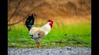 Rooster Crowing Compilation With Pictures High Quality Audio Sound Effects