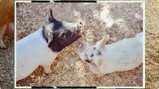Shooting film in a petting zoo | Minolta Maxxum/Alpha 7