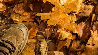 Relaxing Walking on Leaves in the Woods, Birds & Trees, 1 Hour ASMR 🍁 Soothing Yoga Study Sleep 🍀4🚩