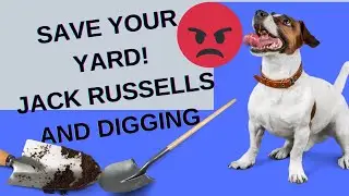 JACK RUSSELL'S AND DIGGING (AVOID HOLES IN THE YARD)