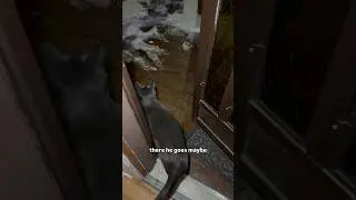 Наконец-то теплое кошачье утро! #кошка #кошатница