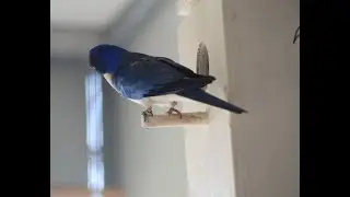 How to prepare a parrot nesting box  in 10 easy steps with Birdman Dad