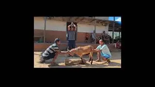 Khashi Cutting #khashi #mutton #muttonmeat #goat #shorts  #meatcuttingskills #village #cuttingstyle