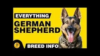German Shepherd 101: Everything You Need to Know