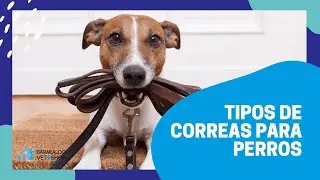 Tipos de 【 CORREAS PARA PERROS 】 🐶 | &iquest;Cu&aacute;l es la que mejor se adapta?