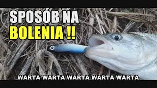 JESIENNY SPINNING RZECZNY - Spos&oacute;b na BOLENIA!! (Warta, Pyzdry) #bolenie #Warta #jesienny spinning