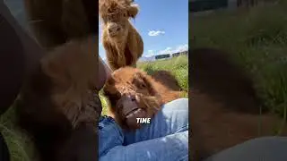 Scottish highland cattle love being with humans#animals #funnyanimal #funny #cute #cow