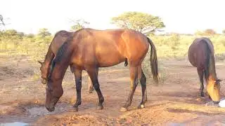 Namibia 2020 - Kambaku-Lodge