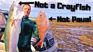 We came for Crayfish and Paua but went home with Kingfish and Snapper! West coast spearfishing!