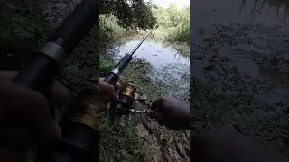 🎣#fishing #fish #snakeheadfish #snakehead