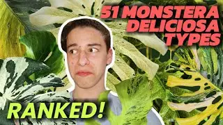 TIER RANKING EVERY MONSTERA DELICIOSA TYPE I CAN FIND! | (jk, there is way too many :D)
