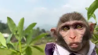 #bebesinge, #babymonkey, #recoltefruits, #animalsfunny, #singesdroles, #BabyMonkeyAnimals