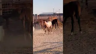 Red Roan Was Born to be a Cutting Horse #aqha #ncha #cowborse #redroan