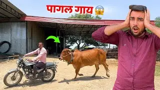 Malik Ke Pyaar Mein Pagal Gaay🐄😱