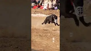 Top Speed Racing Dogs of Pakistan / Greyhound Lovers / Racing Dogs  #harehunting