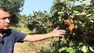 Possibilities of kiwi farming in uttrakhand ll उत्तराखंड में किवी फल बाग़वानी की संभावनायें !