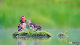 Neture of Beauty#Netur music#relax music#Love music#soothing relaxation music#Love rington#RK#Short#