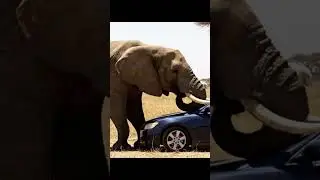 Elephant Flips a Car Over
