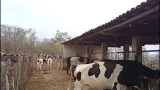 ROTINA NA ROÇA