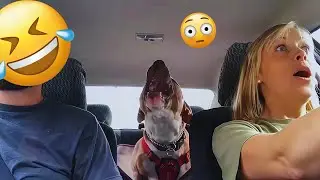 I dare you not to LAUGH at these FUNNY DOGS 😁🦮 - Best Funny Animals Videos 2025 #7