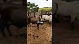 Zebu Cattle 30 Seconds of Moo tastic Fact #facts#funfacts#animals  #animalfacts#wildlife #shorts
