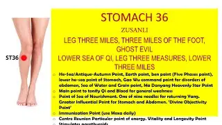 STOMACH 36 ZUSANLI (LEG THREE MILES, THREE MILES OF THE FOOT, GHOST EVIL, LOWER SEA OF QI)
