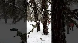 SNOWY MOUNTAINS#TROODOS MOUNTAINS CYPRUS#SNOWOF2022