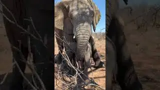 Albino Baby Elephant, Khanyisa&rsquo;s Elephant-Shaped Umbrella