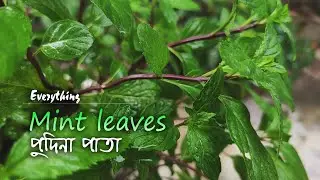 পুদিনা পাতার ব্যবহার | How to use mint leaves | James Baroi