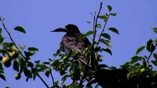 Corvidae Chronicles: The Intriguing World of Crows