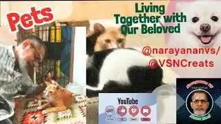 Pets, Loved Cats, Entertainments