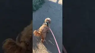 Summer adventures with puppy Harry #summer #wholesome #shorts #cavapoo