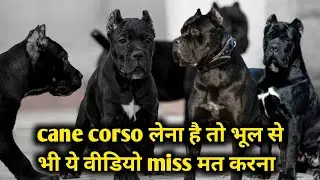 Cane corso लेना है तो ये वीडियो जरूर देख ले | 3 month cane corso for sale