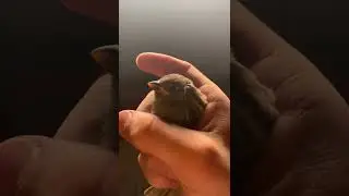 Caught another bird with my hand!