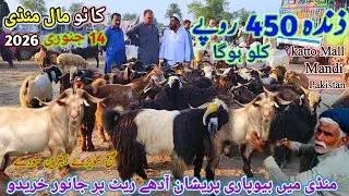 14 January 2026 punjab pakistan ki badi katto Mall mandi گوشت والے بکرے مناسب ریٹ پر saste rates me 